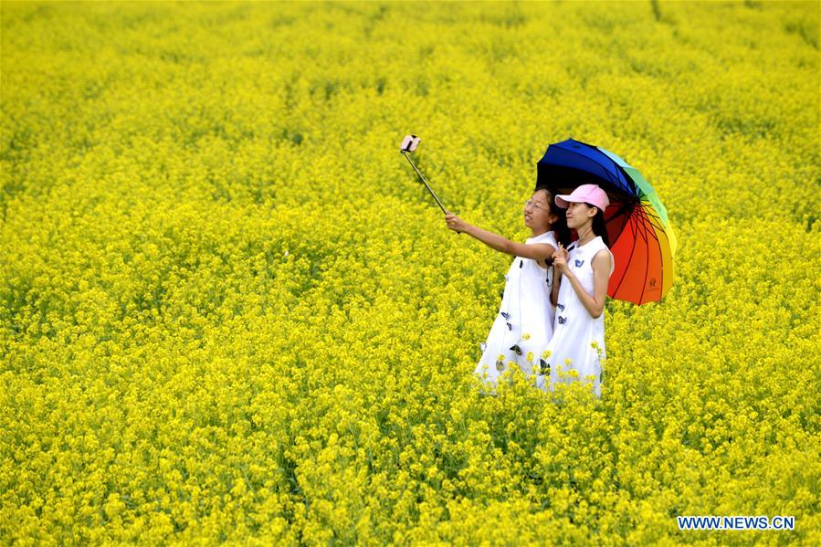 #CHINA-INNER MONGOLIA-RAPESEED FLOWERS (CN)