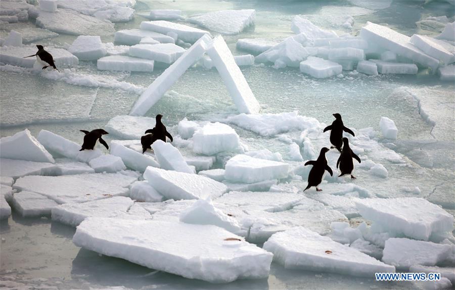 CHINA-XUELONG-ANTARCTIC EXPEDITION-ANIMALS