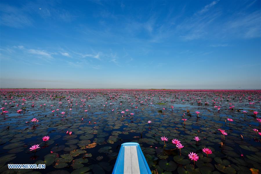 THAILAND-UDON THANI-WATER LILIES-BLOSSOM