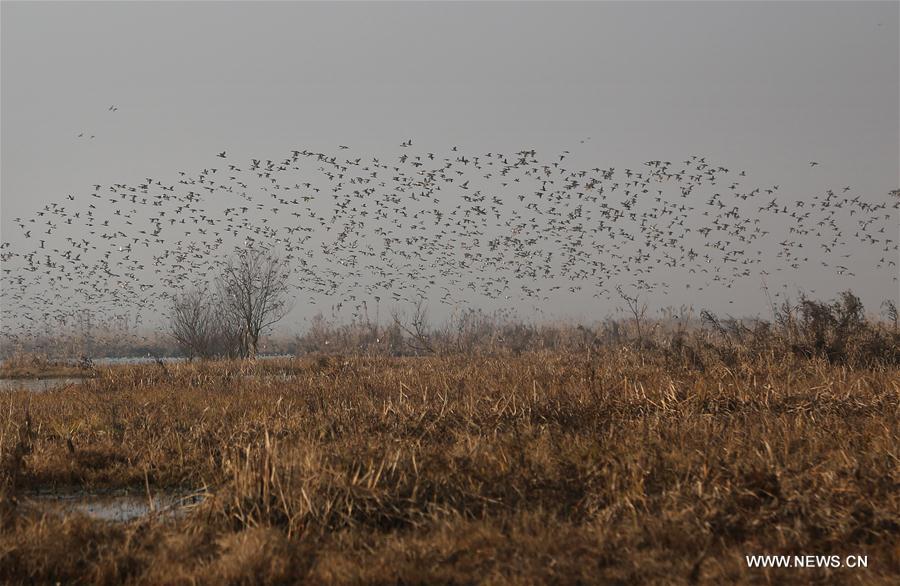 INDIA-KASHMIR-SRINAGAR-MIGRATORY BIRDS