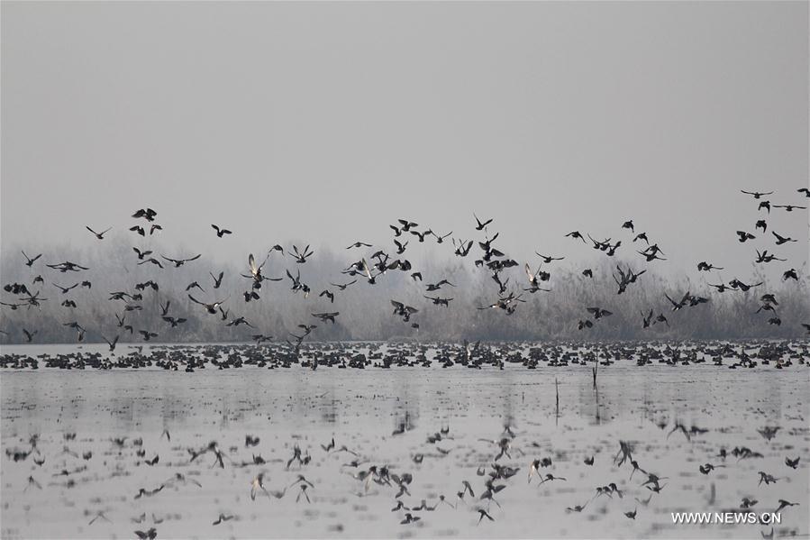 INDIA-KASHMIR-SRINAGAR-MIGRATORY BIRDS