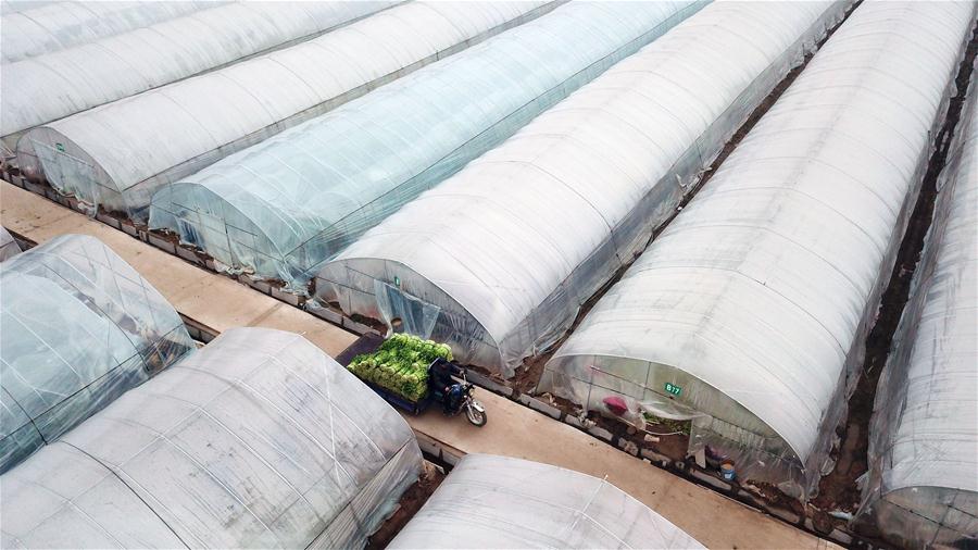 CHINA-JIANGSU-FARMING-VEGETABLE (CN)