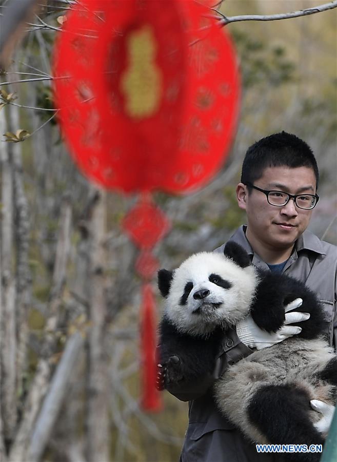 CHINA-SICHUAN-GIANT PANDA-SPRING FESTIVAL (CN)