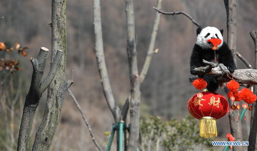 CHINA-SICHUAN-GIANT PANDA-SPRING FESTIVAL (CN)