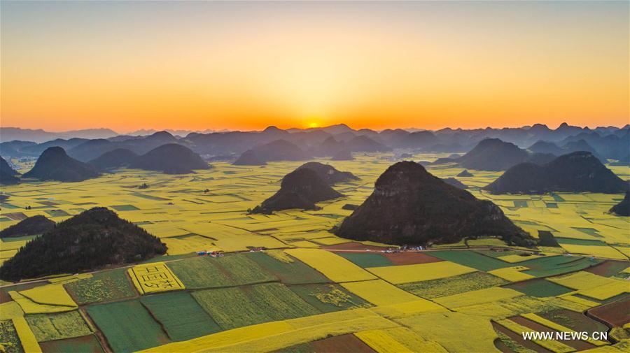 CHINA-YUNNAN-LUOPING-RAPE FLOWER(CN)