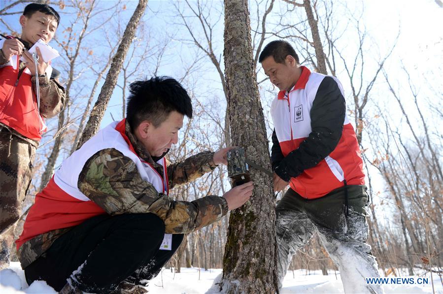 CHINA-HEILONGJIANG-WILDLIFE-SIBERIAN TIGER-CONSERVATION (CN)