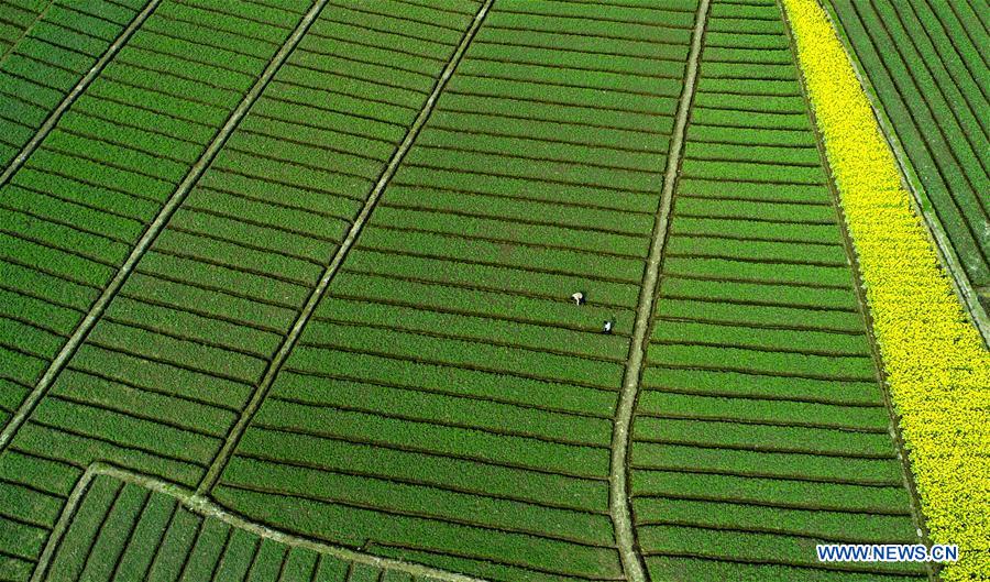 CHINA-SPRING-SCENERY (CN)