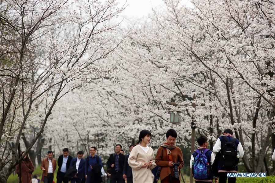 #CHINA-JIANGSU-CHERRY BLOSSOM (CN)