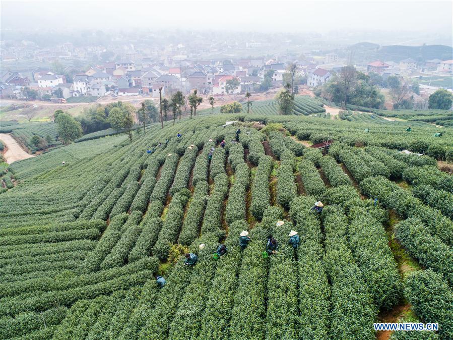 CHINA-HANGZHOU-BASHAN VILLAGE-TEA GARDEN (CN)