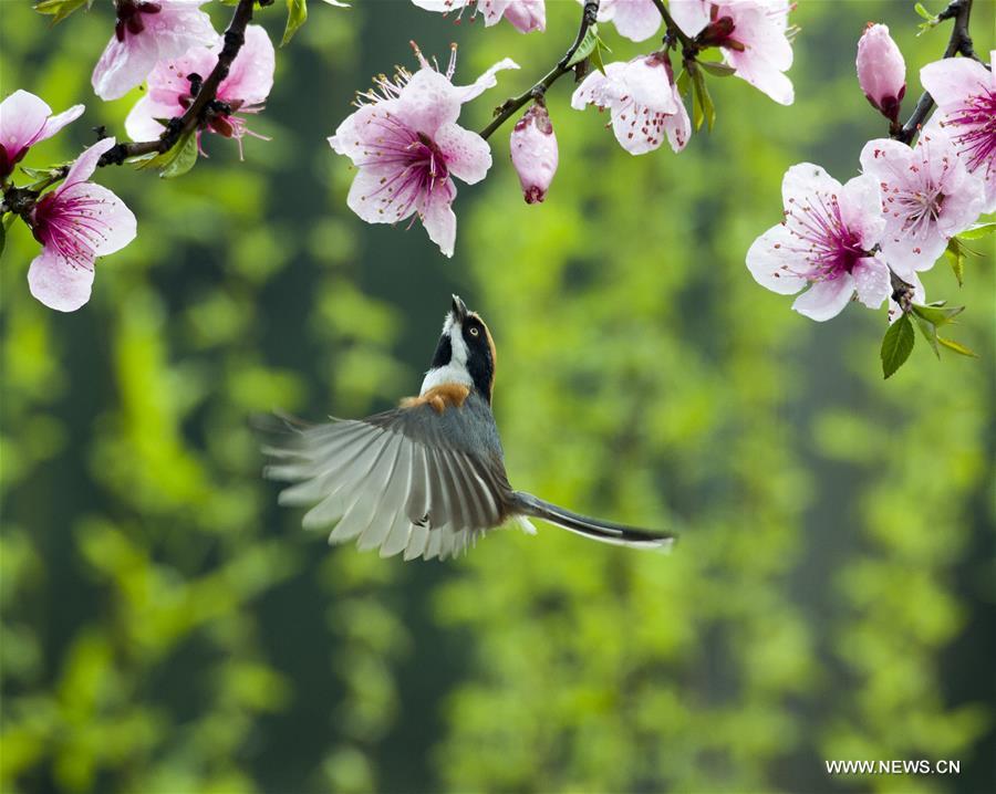 #CHINA-SPRING-SCENERY(CN)