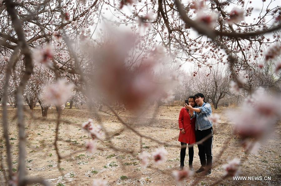 CHINA-GANSU-DUNHUANG-APRICOT BLOSSOM (CN)