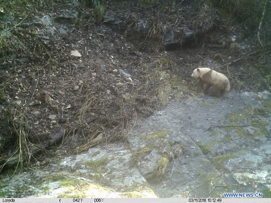 CHINA-SHAANXI-BROWN GIANT PANDA (CN)