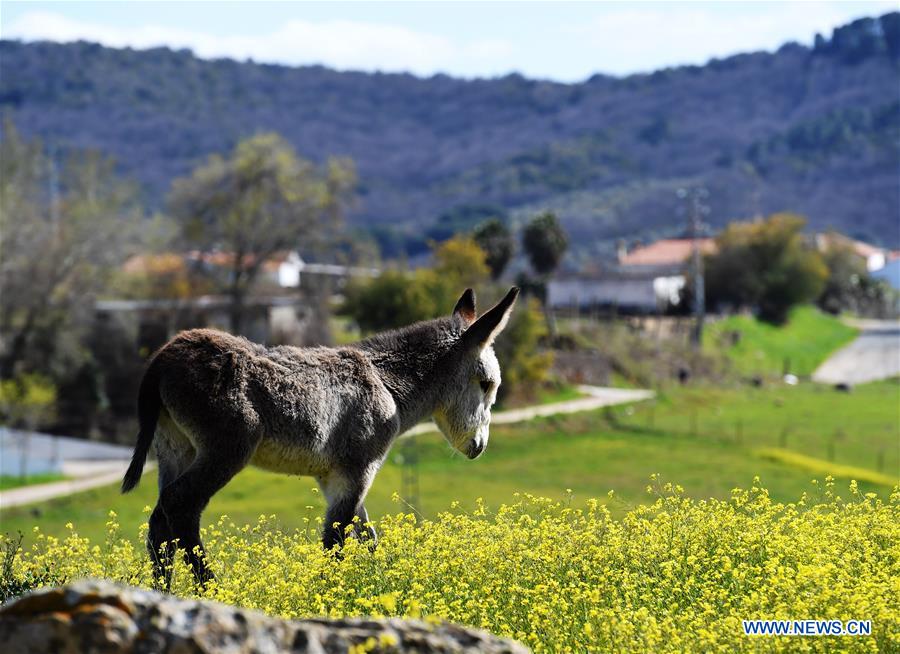 SPAIN-CAZALLA DE LA SIERRA-SPRING