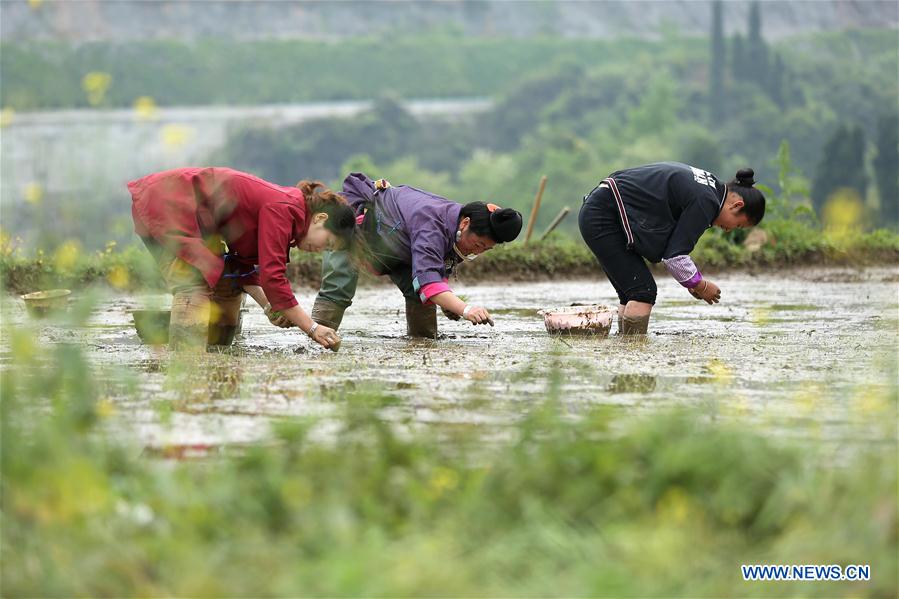 #CHINA-GUYU-FARM WORK(CN)