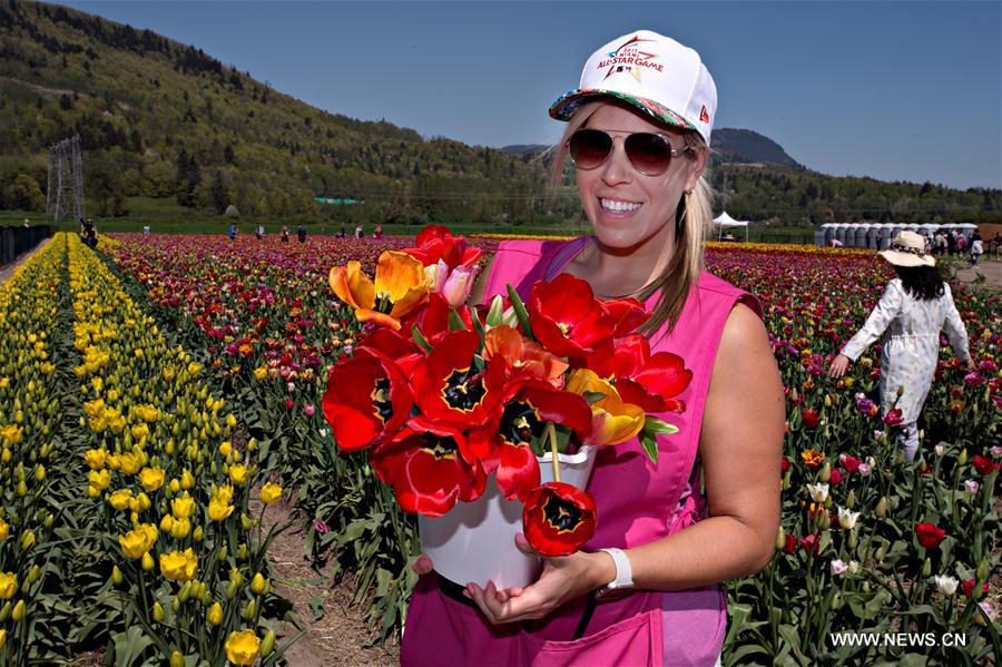 CANADA-ABBOTSFORD-BLOOM TULIP FESTIVAL