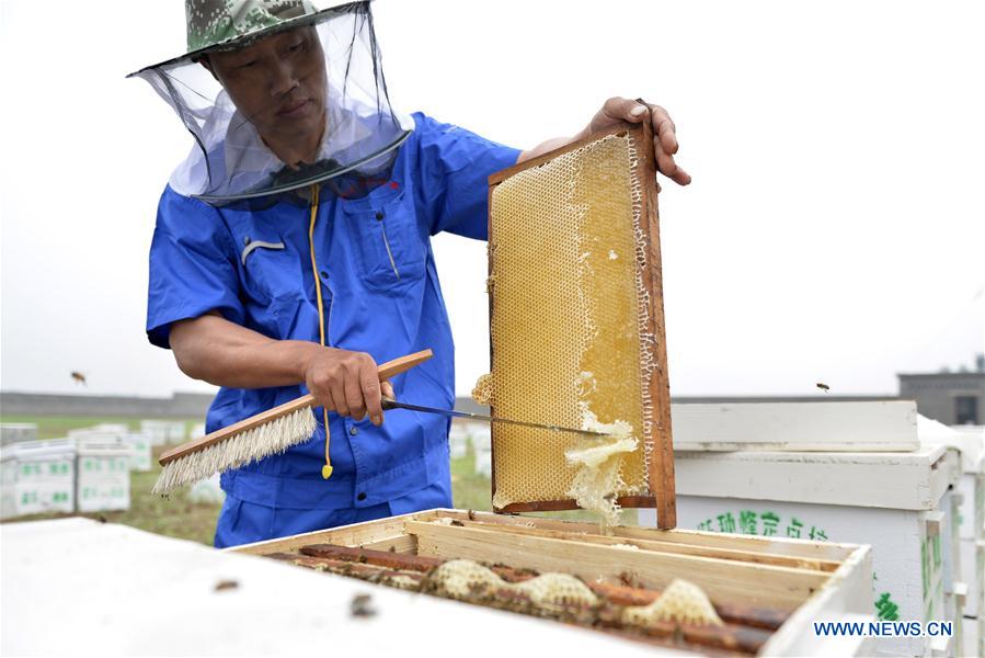 CHINA-HEBEI-XINGTAI-HONEY (CN)