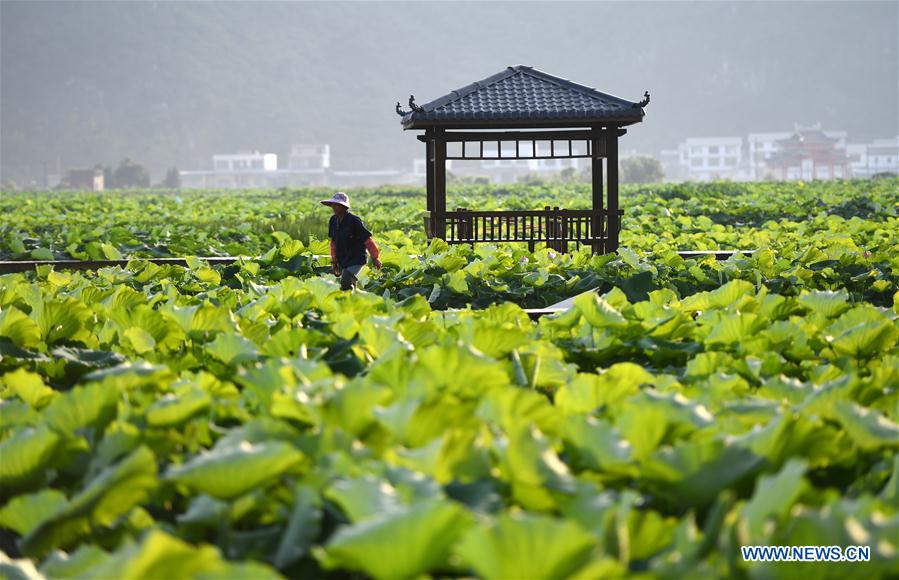 CHINA-GUANGXI-LIUZHOU-LOTUS POND (CN)