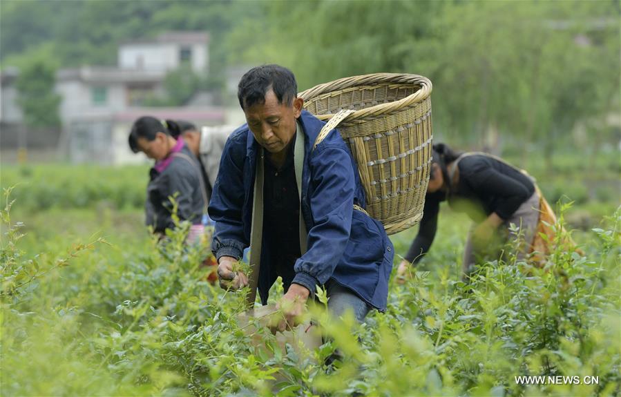 #CHINA-HUBEI-VINE TEA (CN)