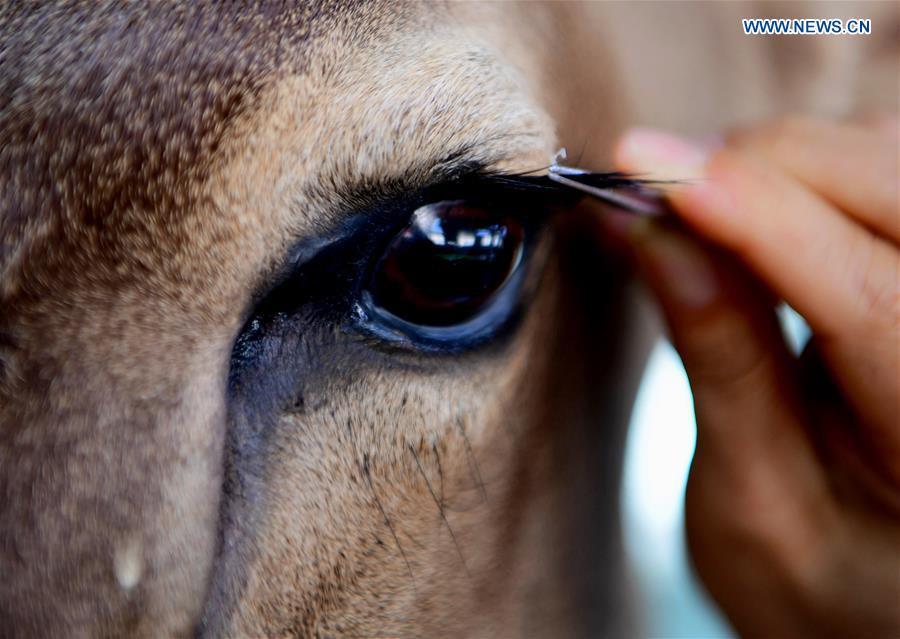 CHINA-FUJIAN-FUZHOU-ANIMAL SAMPLES (CN)