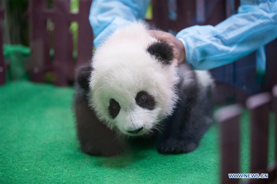 MALAYSIA-KUALA LUMPUR-CHINA-GIANT PANDA CUB-DEBUT