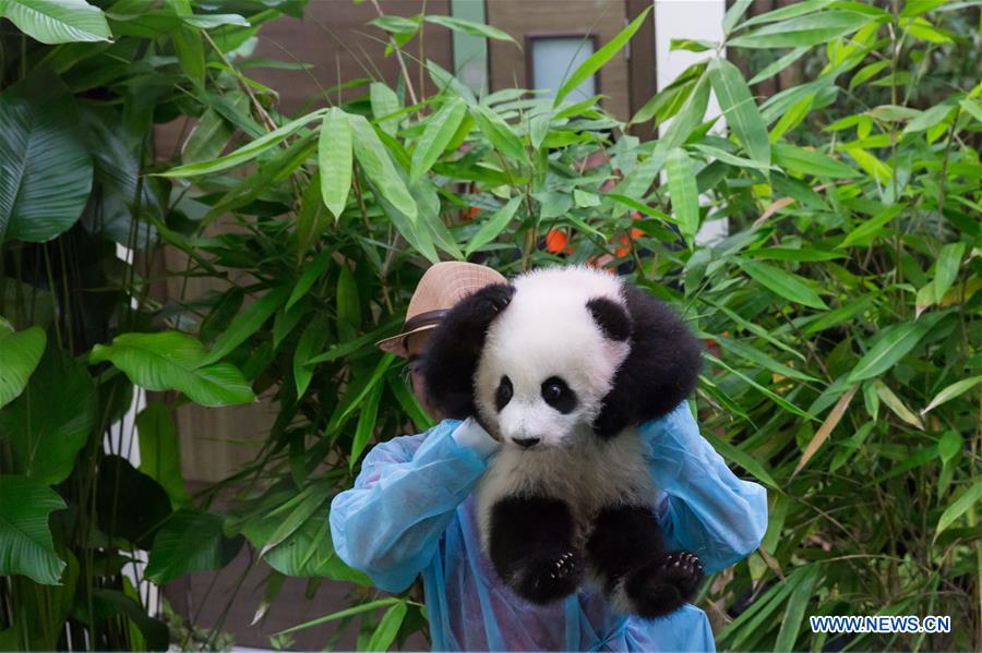 MALAYSIA-KUALA LUMPUR-CHINA-GIANT PANDA CUB-DEBUT