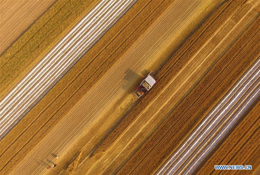 #CHINA-SUMMER-FARM WORK (CN)