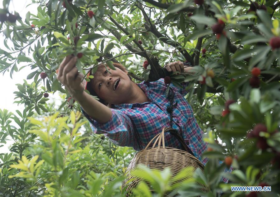 CHINA-ZHEJIANG-SHAOXING-WAXBERRY-HARVEST (CN)