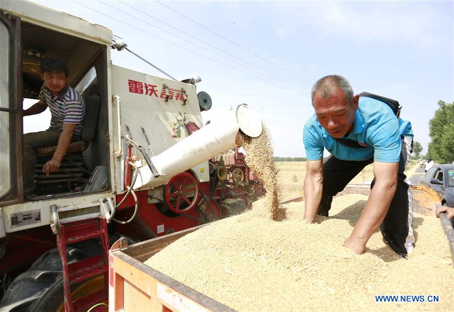 CHINA-HEBEI-SHIJIAZHUANG-WHEAT HARVEST (CN)