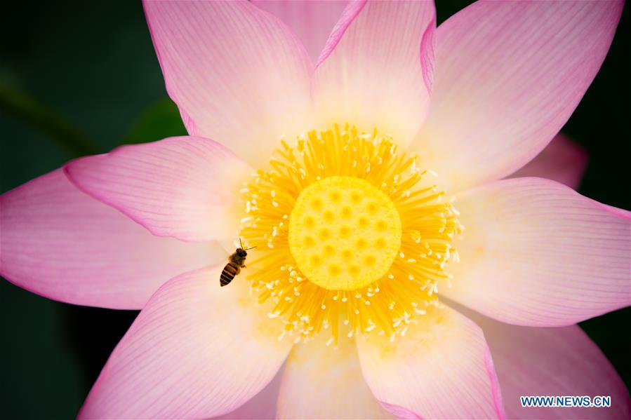 CHINA-MACAO-LOTUS (CN)