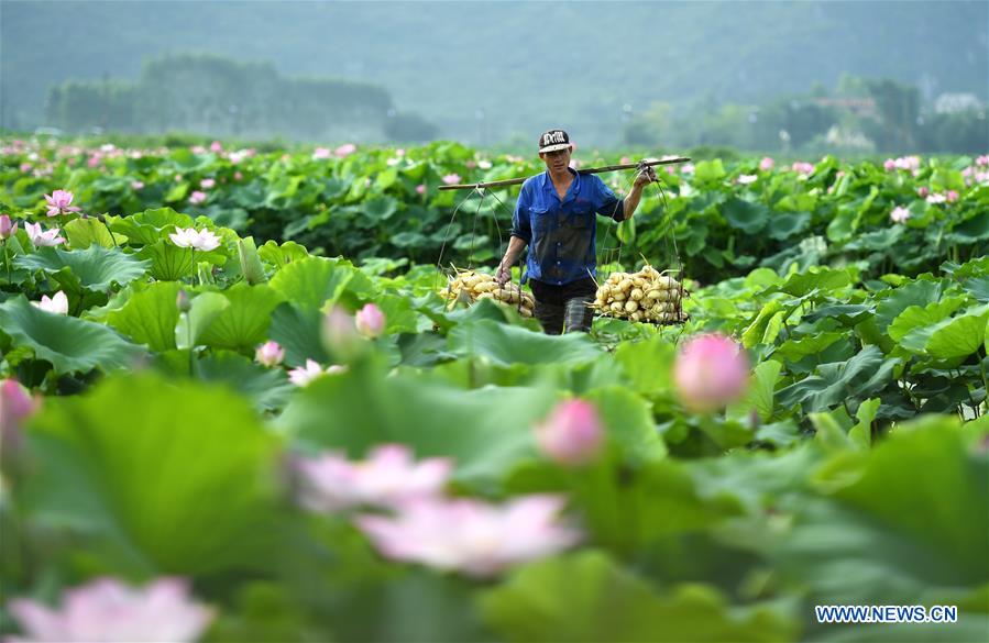 #CHINA-GUANGXI-AGRICULTURE-LOTUS ROOT-HARVEST (CN)