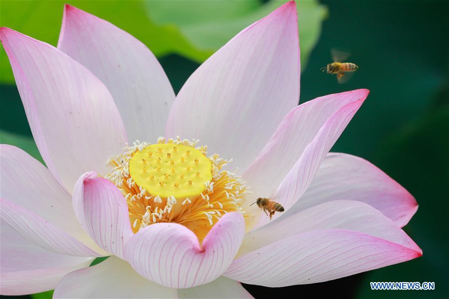 #CHINA-NATURE-LOTUS FLOWER (CN)