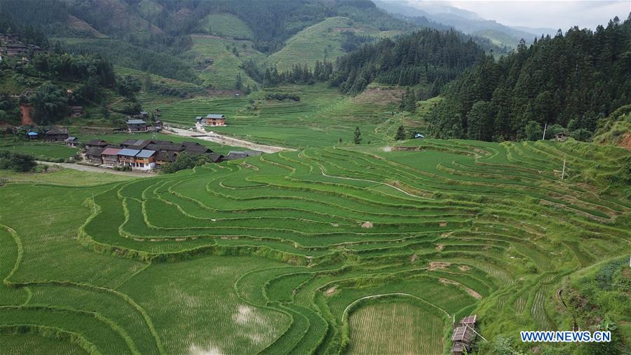 CHINA-GUIZHOU-RONGJIANG-TERRACED FIELD (CN)