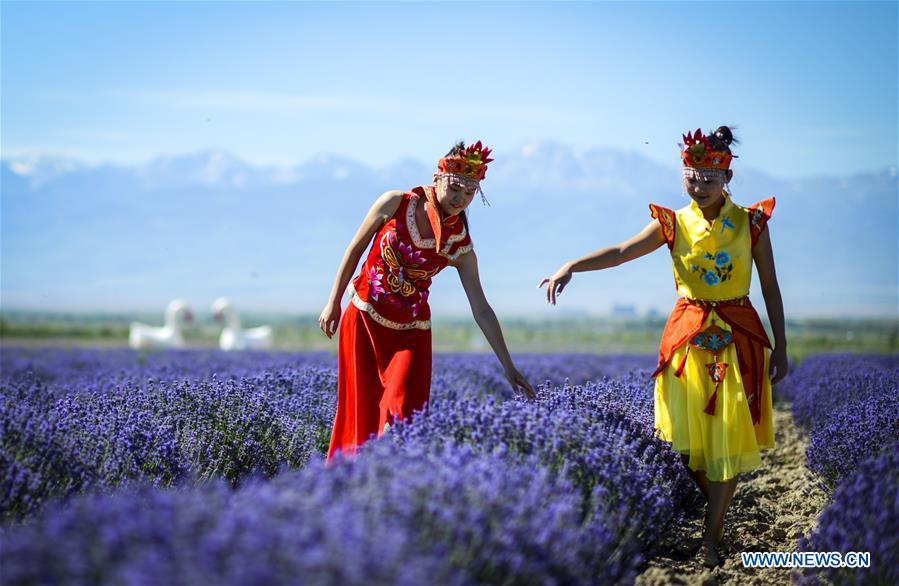 CHINA-XINJIANG-LAVENDER-HARVEST (CN) 