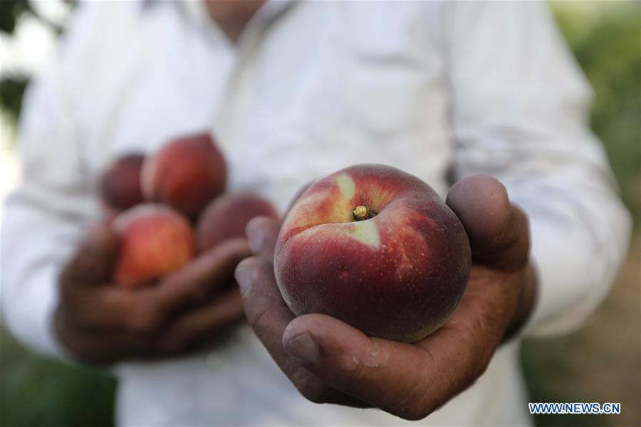 LEBANON-BIKFAYA-PEACH FESTIVAL