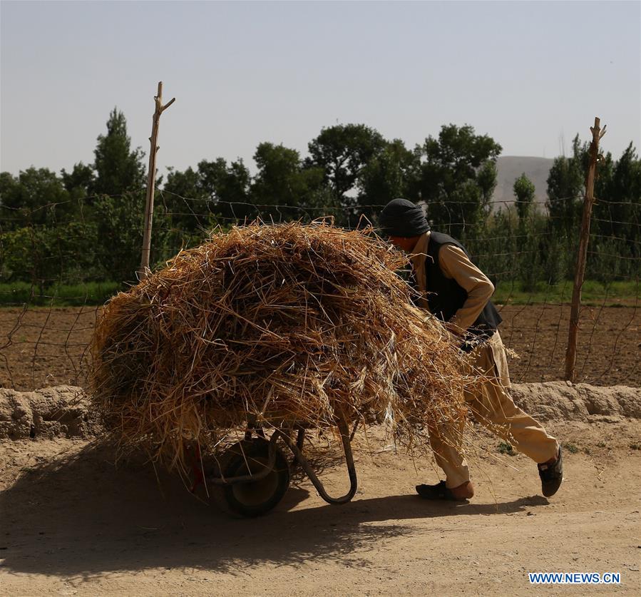 AFGHANISTAN-GHAZNI-FARMER