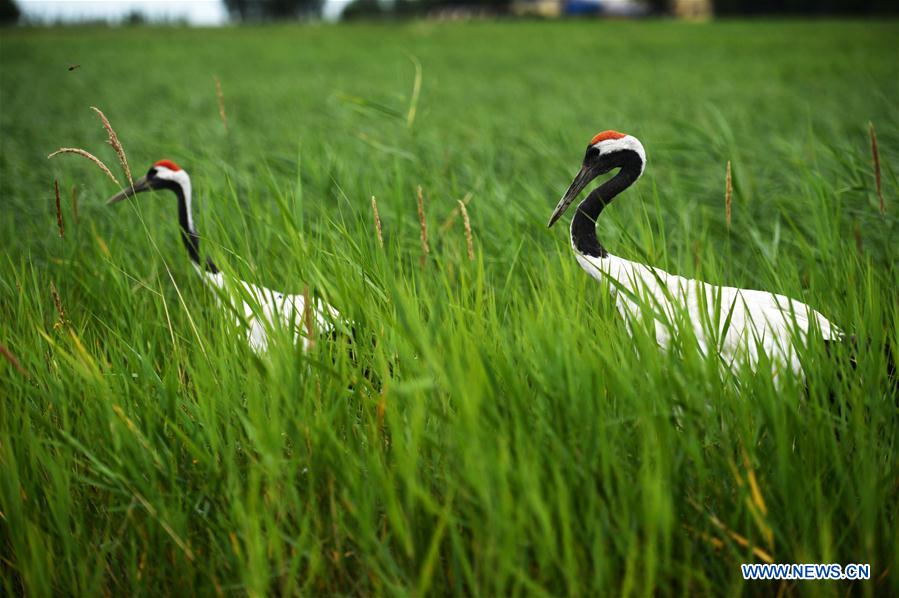 CHINA-HEILONGJIANG-QIQIHAR-NATURE RESERVE (CN)