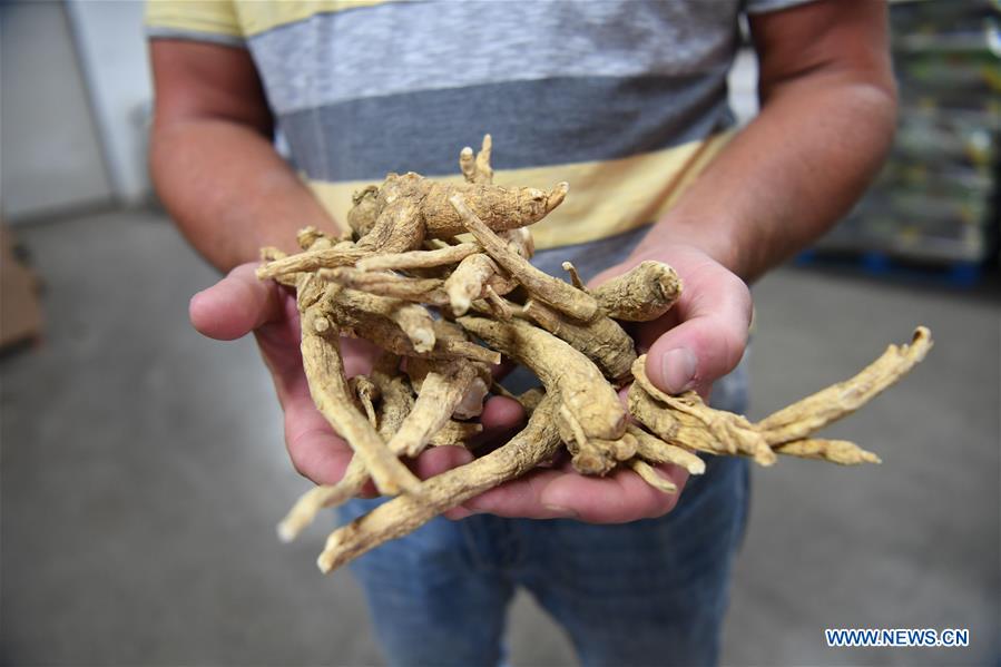 U.S.-WISCONSIN-GINSENG-TRADE-FARM