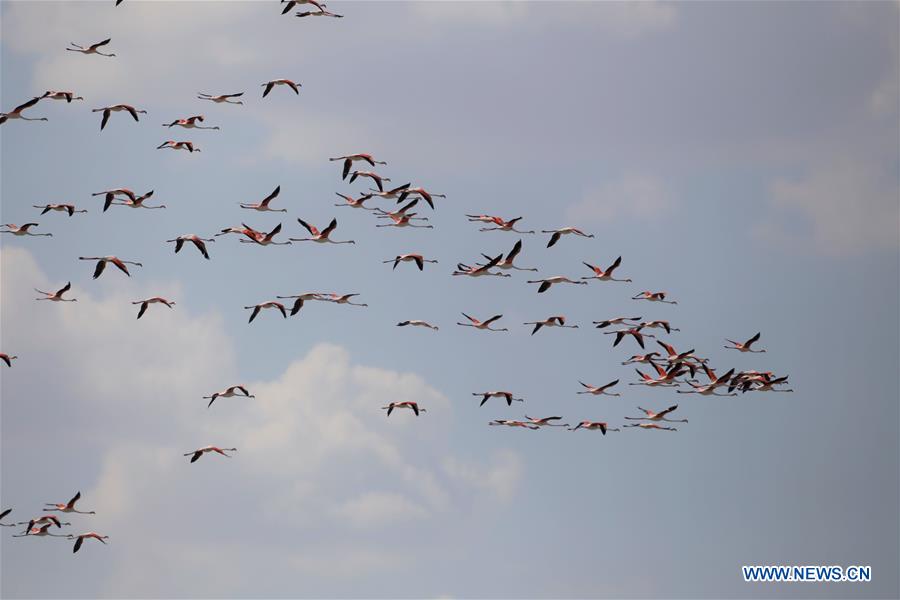 TURKEY-DUDEN LAKE-FLAMINGOS