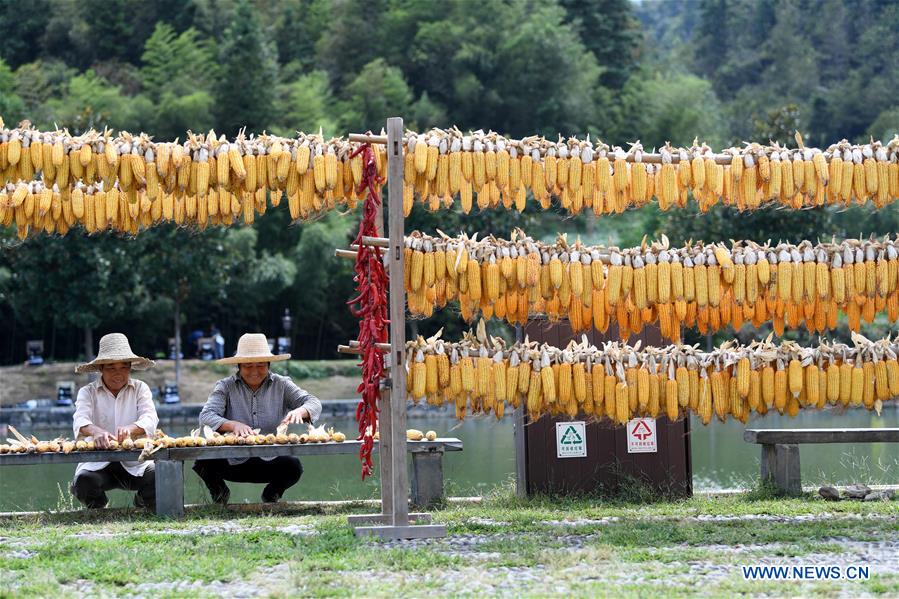 CHINA-ANHUI-YIXIAN-HARVEST (CN)