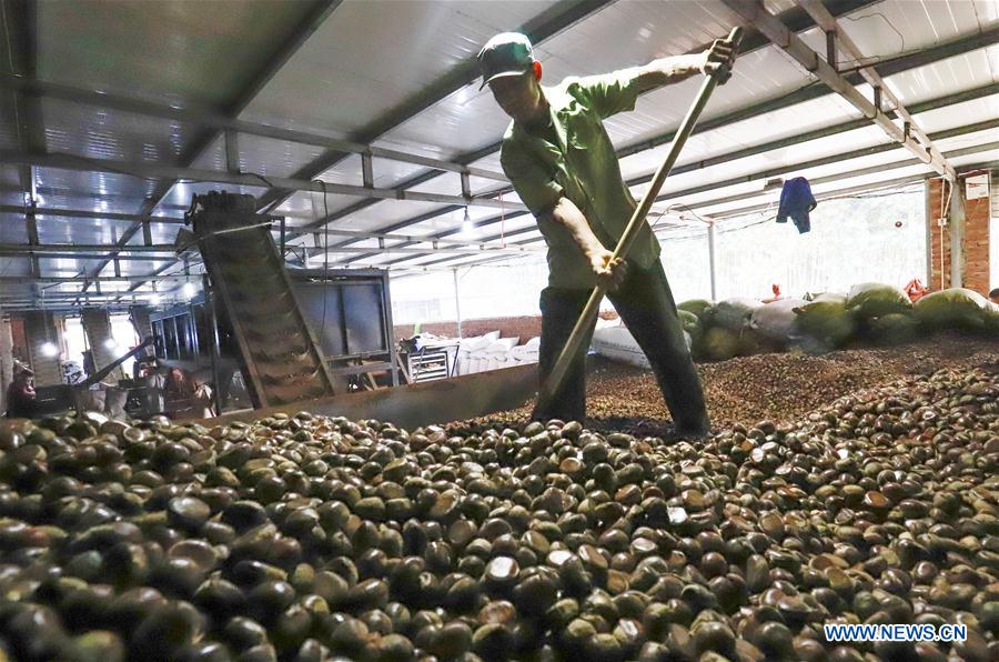 #CHINA-HEBEI-TANGSHAN-CHINESE CHESTNUT-HARVEST(CN)