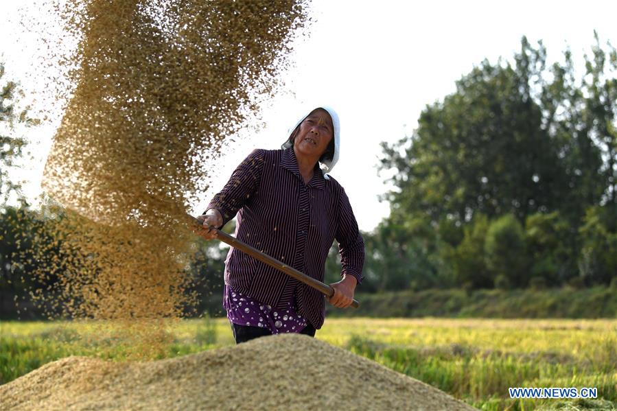 CHINA-ANHUI-FENGYANG-HARVEST (CN)