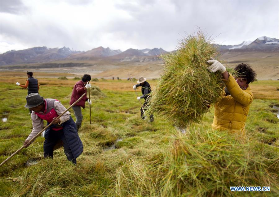 CHINA-TIBET-LHASA-MOWING (CN)