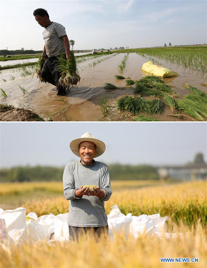 CHINA-SHANDONG-RICE-HARVEST (CN)