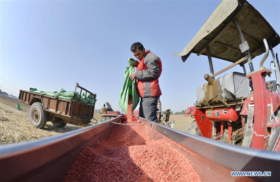 CHINA-HEBEI-FARMWORK (CN)