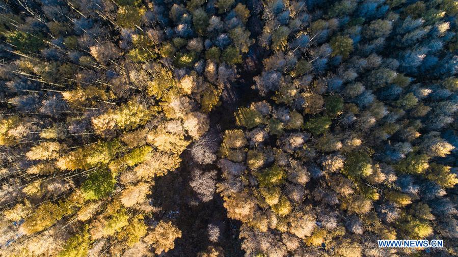 #CHINA-HEBEI-SHIJIAZHUANG-AUTUMN-SCENERY (CN)