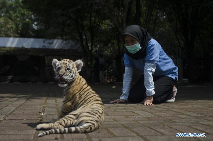 INDONESIA-BANDUNG-BENGAL TIGER-CUB