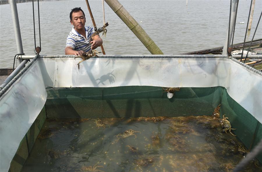 CHINA-ZHEJIANG-CRABS-HARVEST (CN)