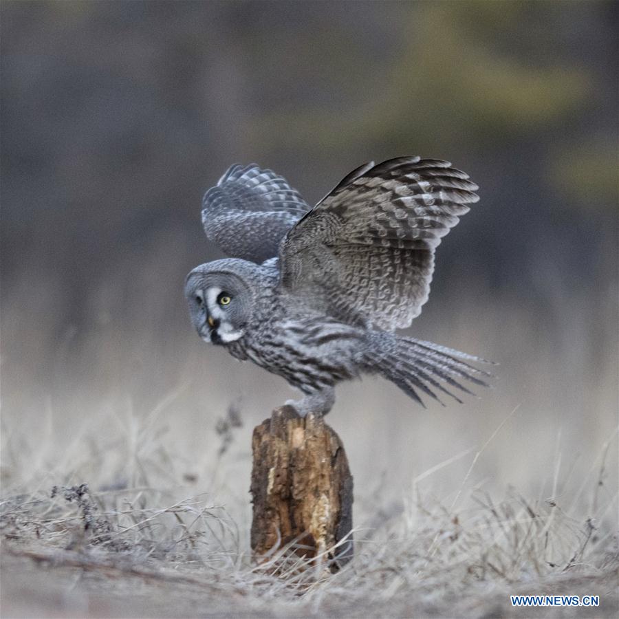 CHINA-INNER MONGOLIA-YAKESHI-WILD BIRD (CN)