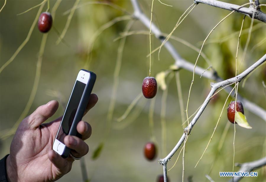 CHINA-XINJIANG-RUOQIANG-RED DATE-HARVEST (CN)