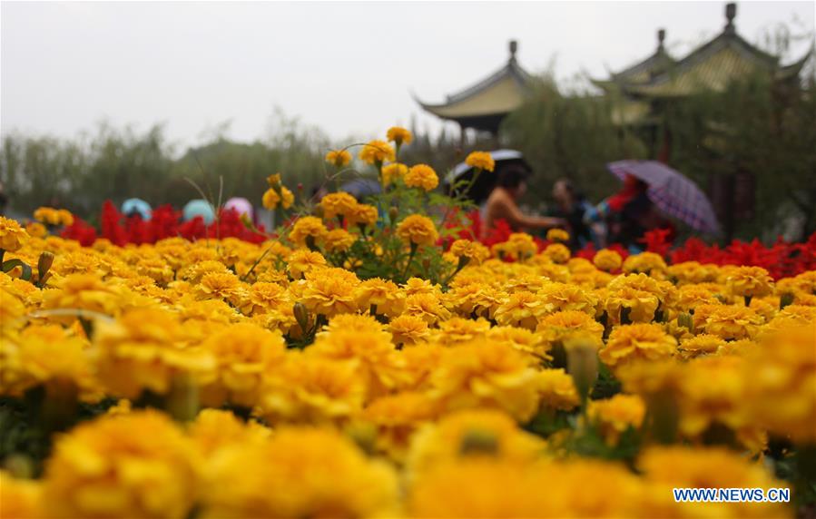 #CHINA-JIANGSU-FAIR-CHRYSANTHEMUM (CN)